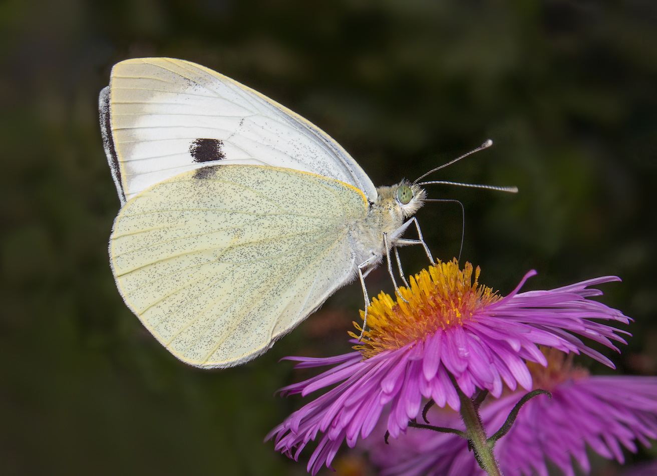 photo "***" tags: macro and close-up, butterfly