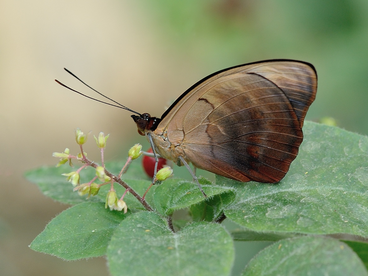 photo "***" tags: macro and close-up, 