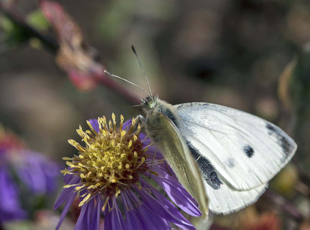 photo "***" tags: macro and close-up, nature, autumn, butterfly, flowers