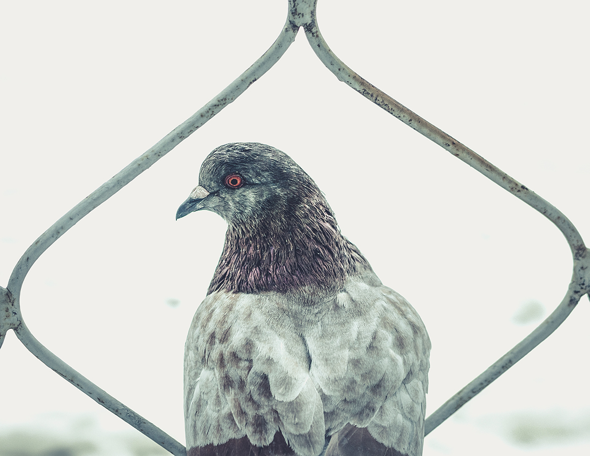 photo "***" tags: nature, fragment, bird, голубь