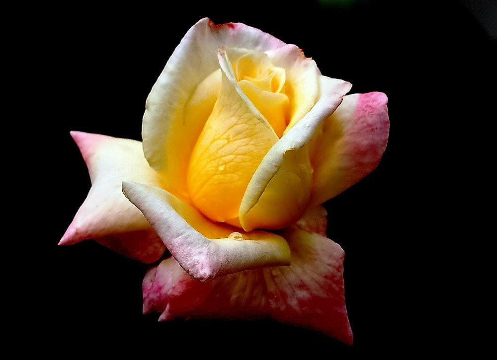 photo "Rose" tags: macro and close-up, nature, 