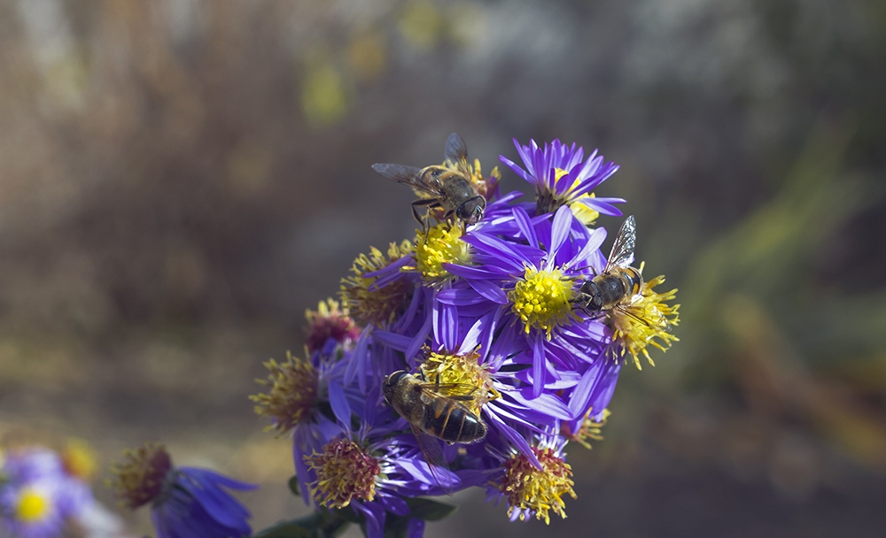 photo "***" tags: macro and close-up, nature, autumn, flowers, пчёлы