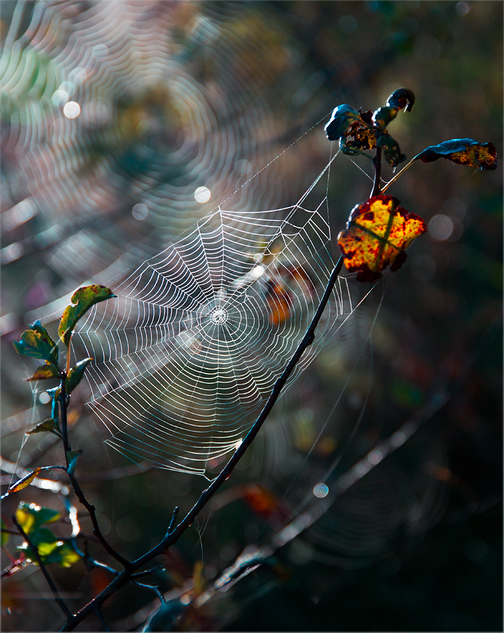 photo "***" tags: nature, macro and close-up, 