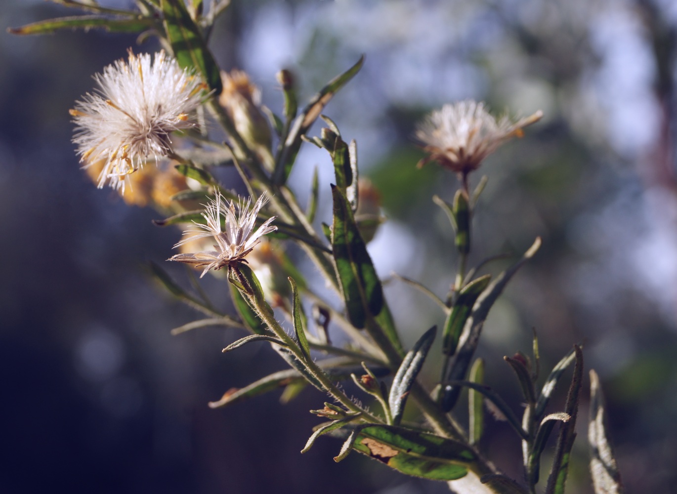 photo "***" tags: macro and close-up, 