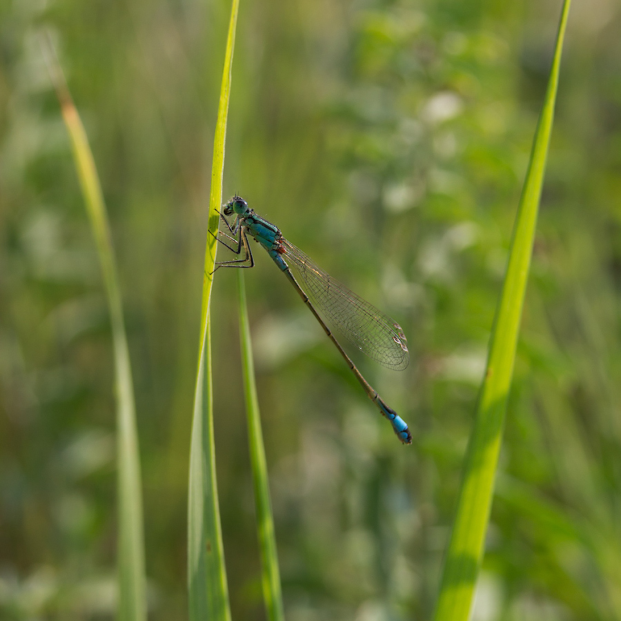 photo "***" tags: macro and close-up, nature, 