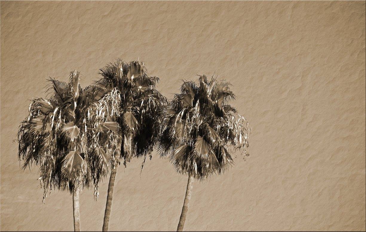 photo "Sepia Palms" tags: landscape, palm trees, palms, sepia, texture, trees, vintage