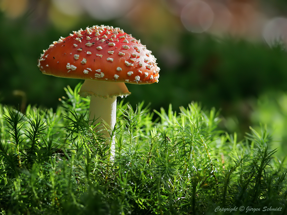 photo "***" tags: macro and close-up, nature, misc., forest