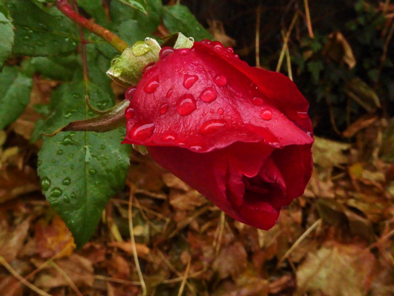 photo "***" tags: nature, macro and close-up, 