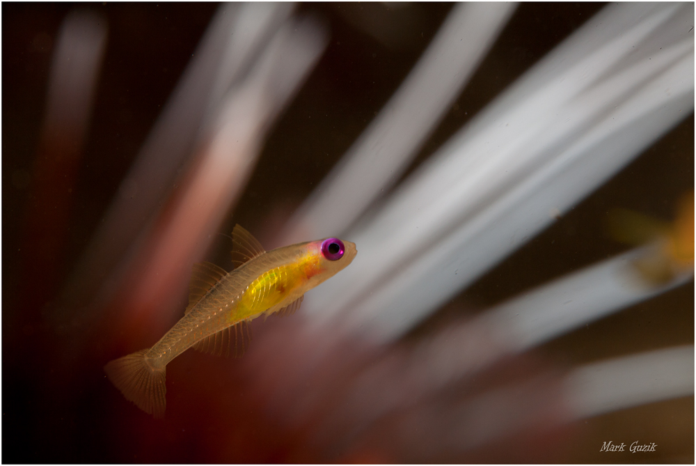 photo "Little precious" tags: underwater, 