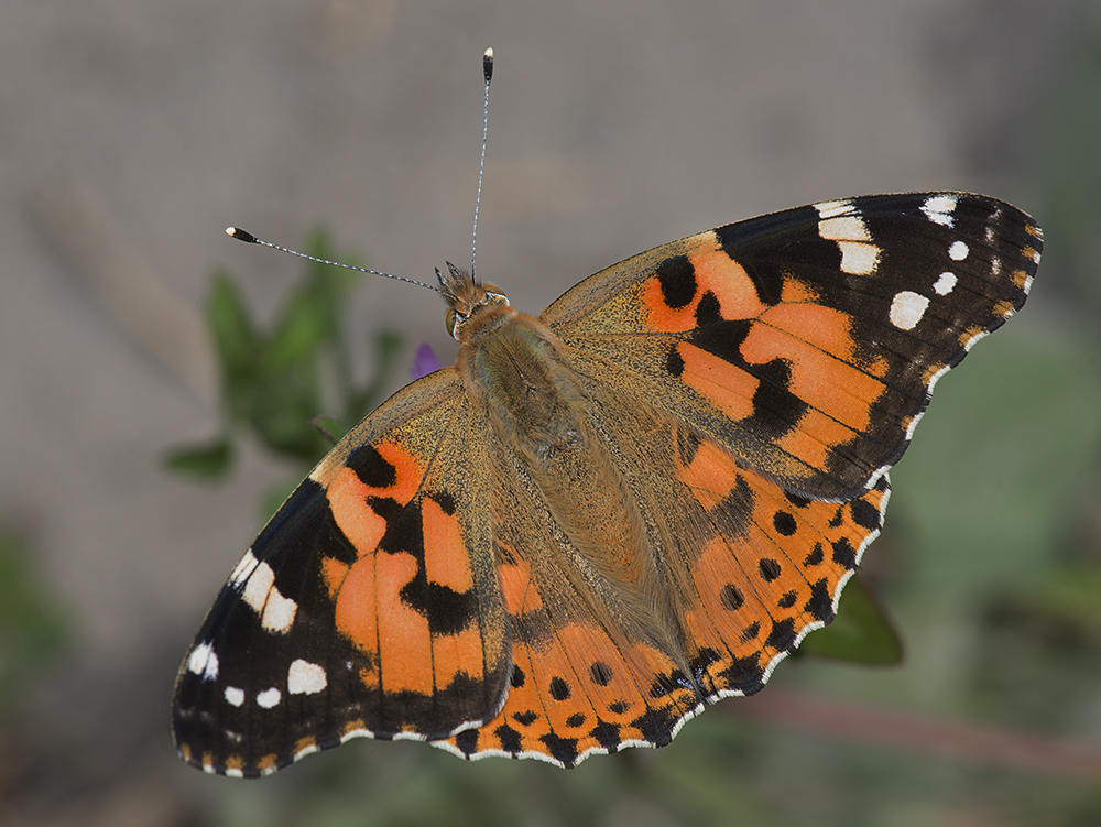 фото "Vanessa cardui Репейница" метки: макро и крупный план, Насекомые, бабочки