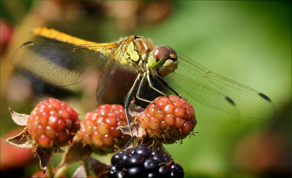 photo "The joy of life" tags: nature, macro and close-up, 