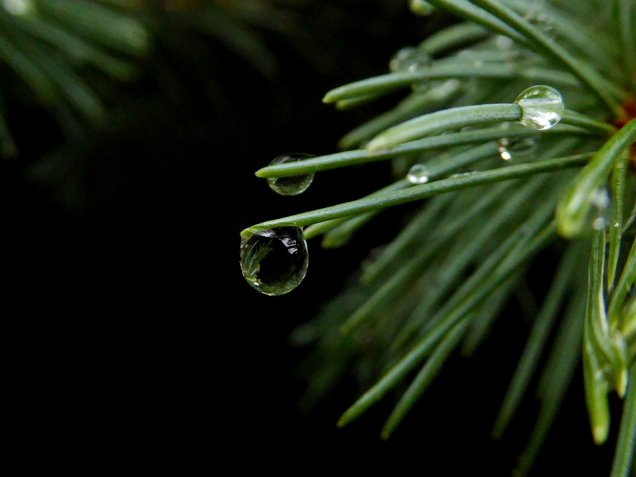 photo "***" tags: macro and close-up, nature, 