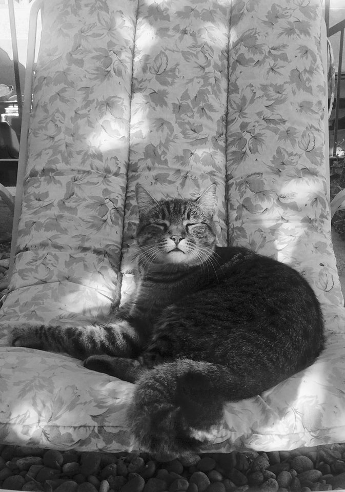 photo "***" tags: black&white, cat, light, lounging, pet, shadow