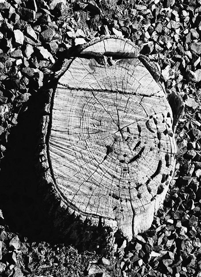 photo "Stump" tags: black&white, nature, abstract, pattern, rings, stump, tree stump