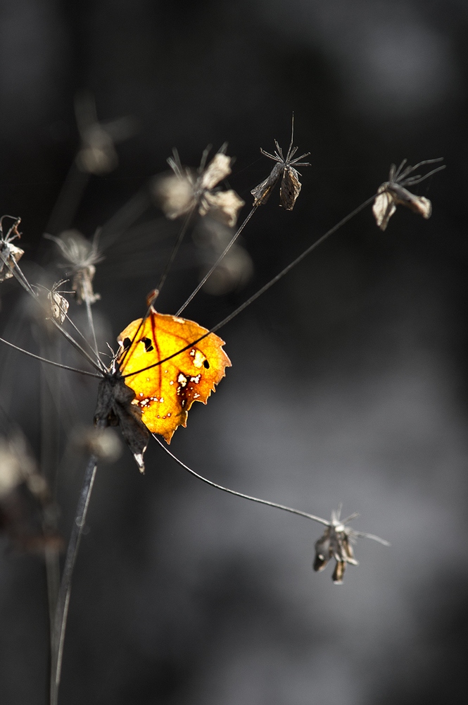 photo "***" tags: macro and close-up, nature, Russia, Sony-a580, autumn, curier, forest, light, minolta 70-210, sun, Зональный, Нижний Тагил, день, макро