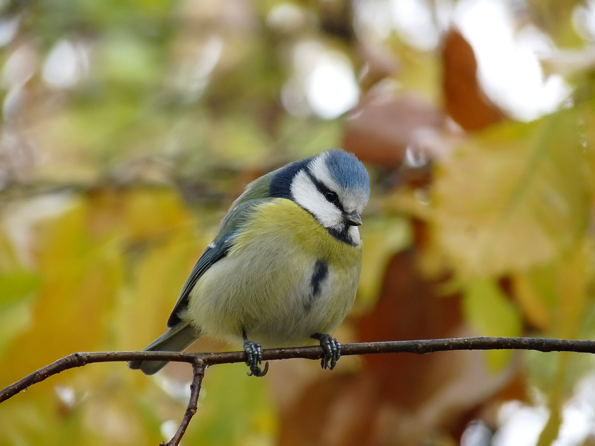 photo "***" tags: macro and close-up, wild animals