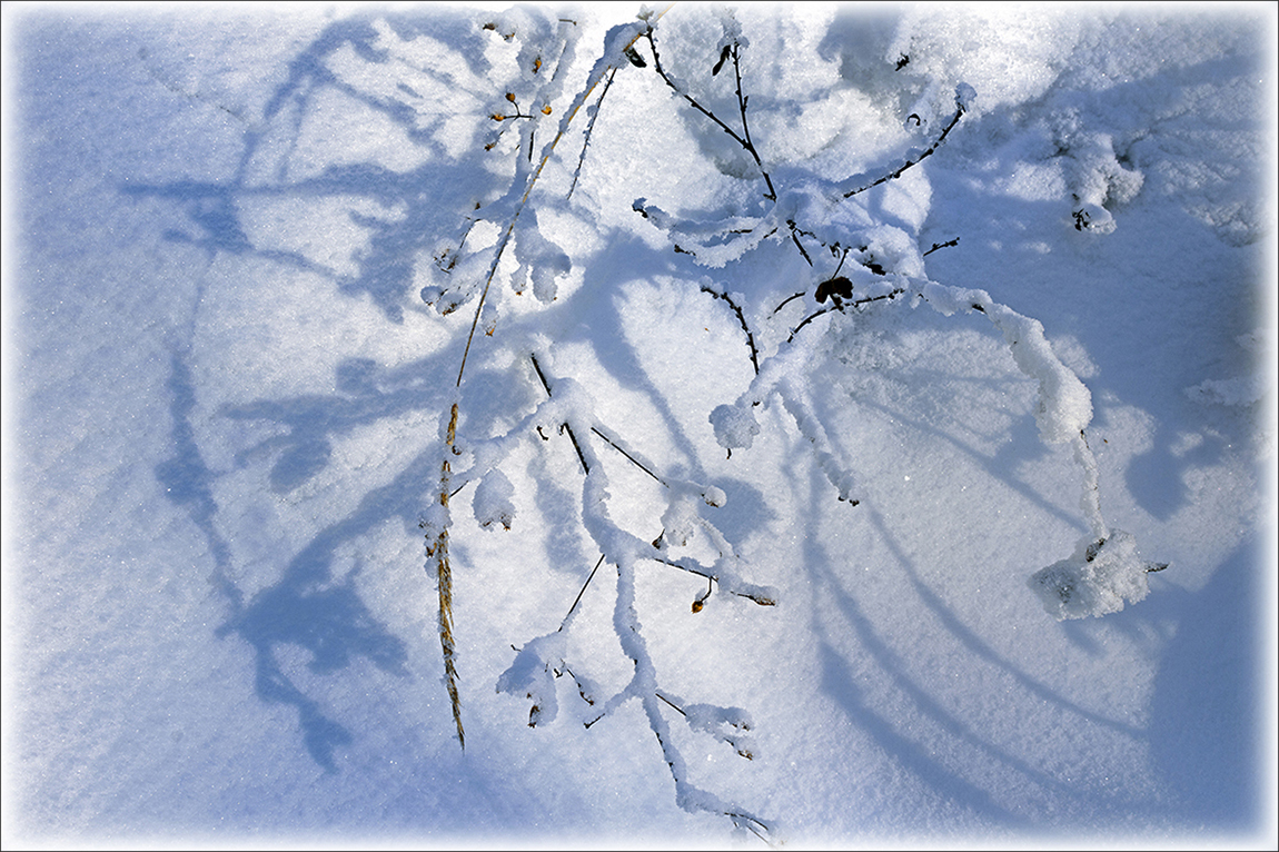 photo "***" tags: nature, hoarfrost, snow, winter, замерзшие растения, тени на снегу