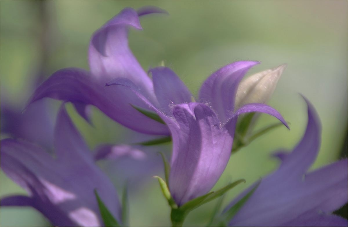 photo "The bluebels" tags: nature, macro and close-up, 