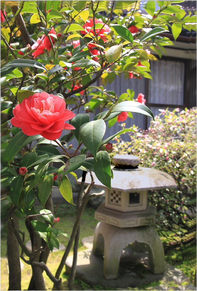 photo "***" tags: travel, architecture, Камелия, Токио, иероглиф, японский сад