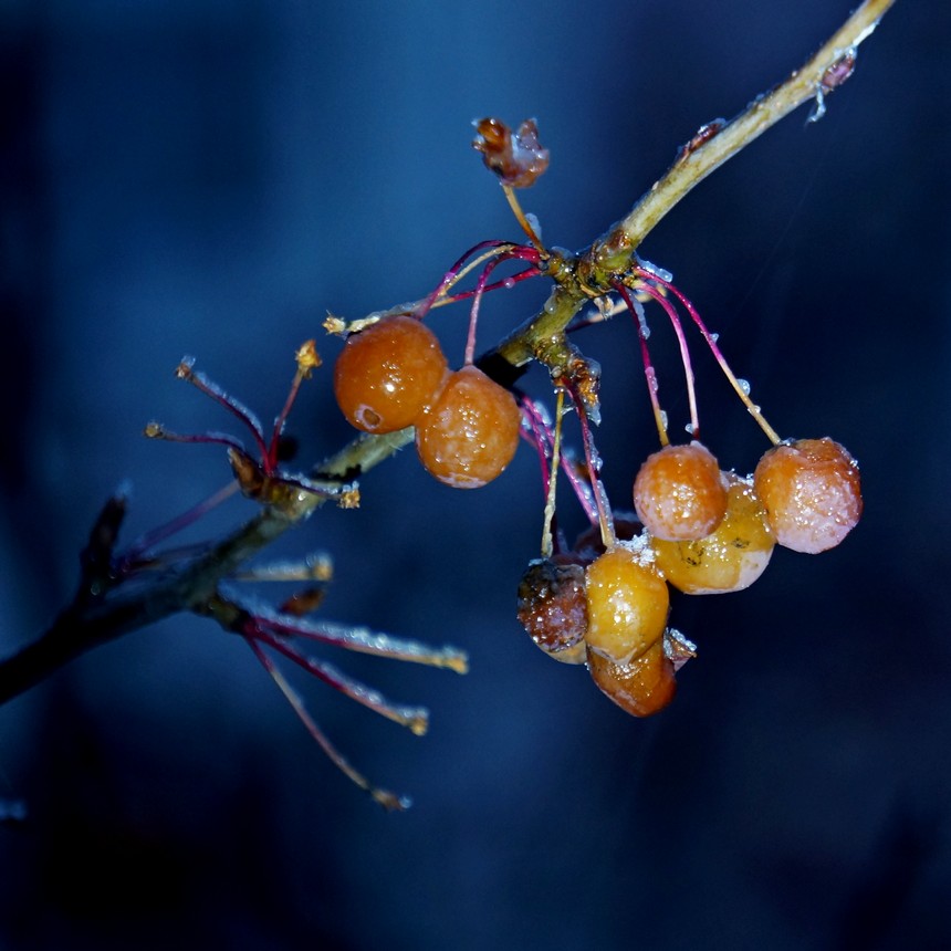 photo "Night frost" tags: macro and close-up, night, мороз, яблочки