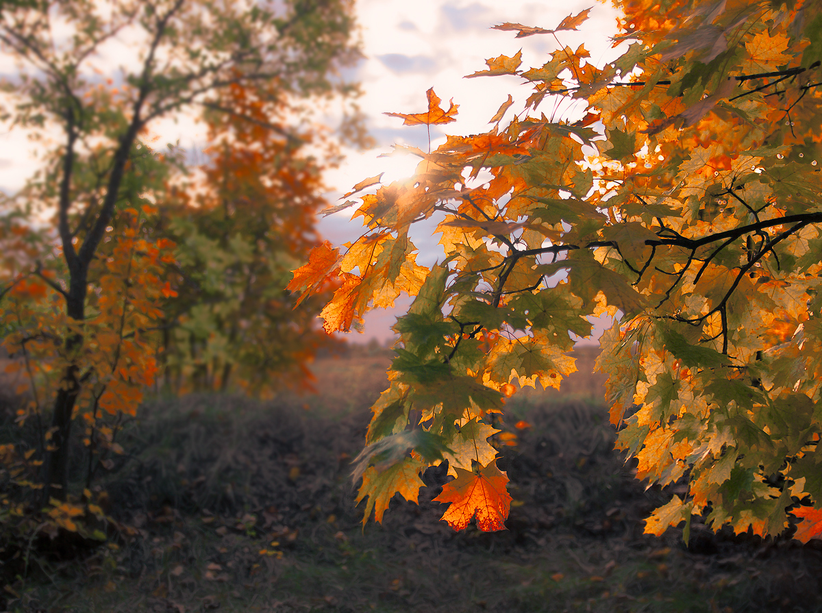 photo "***" tags: nature, 