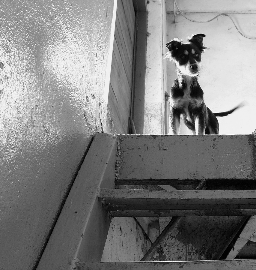 photo "***" tags: black&white, 