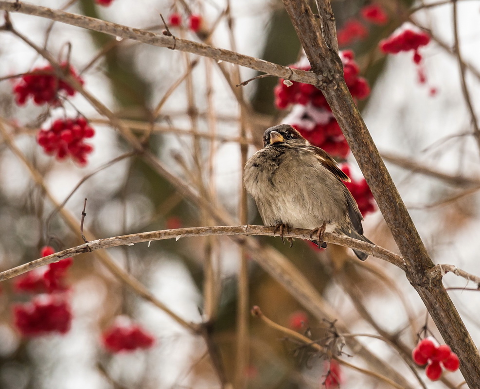 photo "***" tags: nature, 