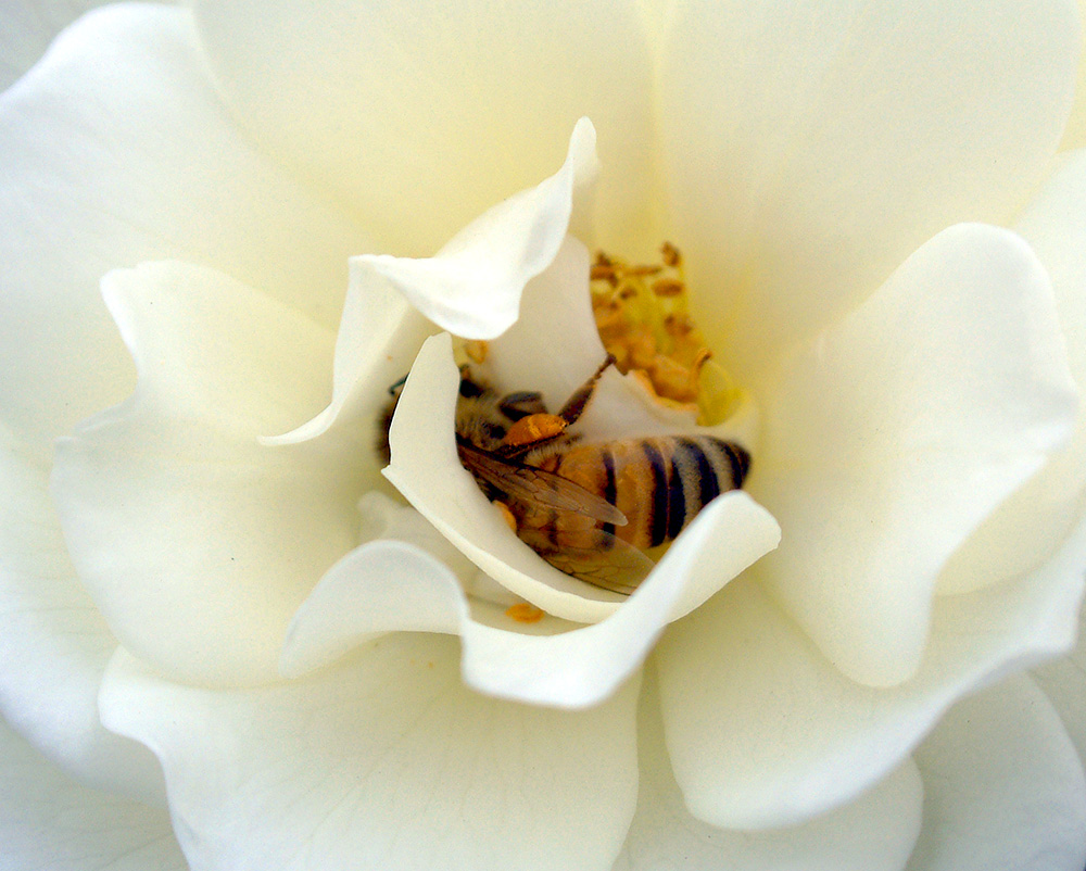 photo "***" tags: macro and close-up, 