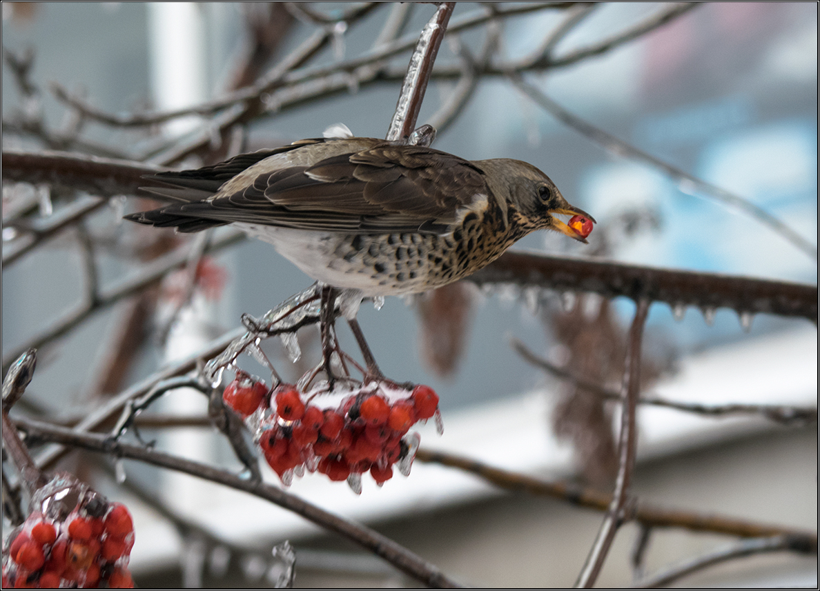 photo ""Pose. Shoot faster!"" tags: landscape, winter