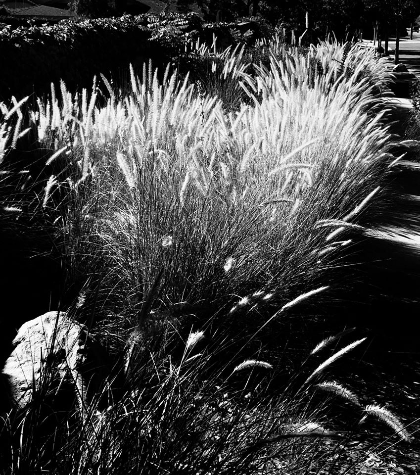 photo "***" tags: landscape, black&white, street, grass, landscaping, plants, sidewalk, walk way