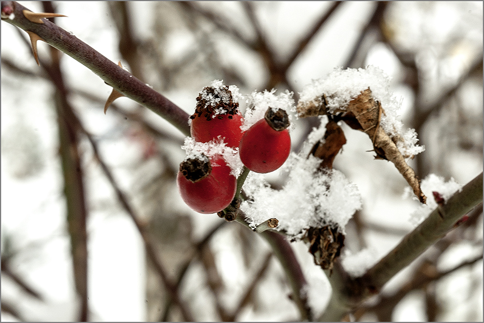 photo "первый снег" tags: nature, landscape, genre, 