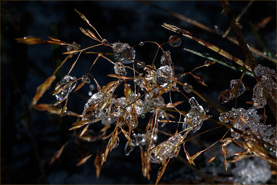 photo "Winter lace" tags: macro and close-up, 