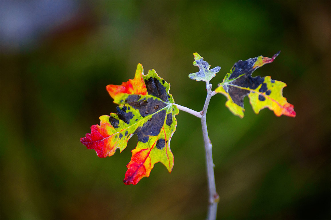 photo "***" tags: nature, 