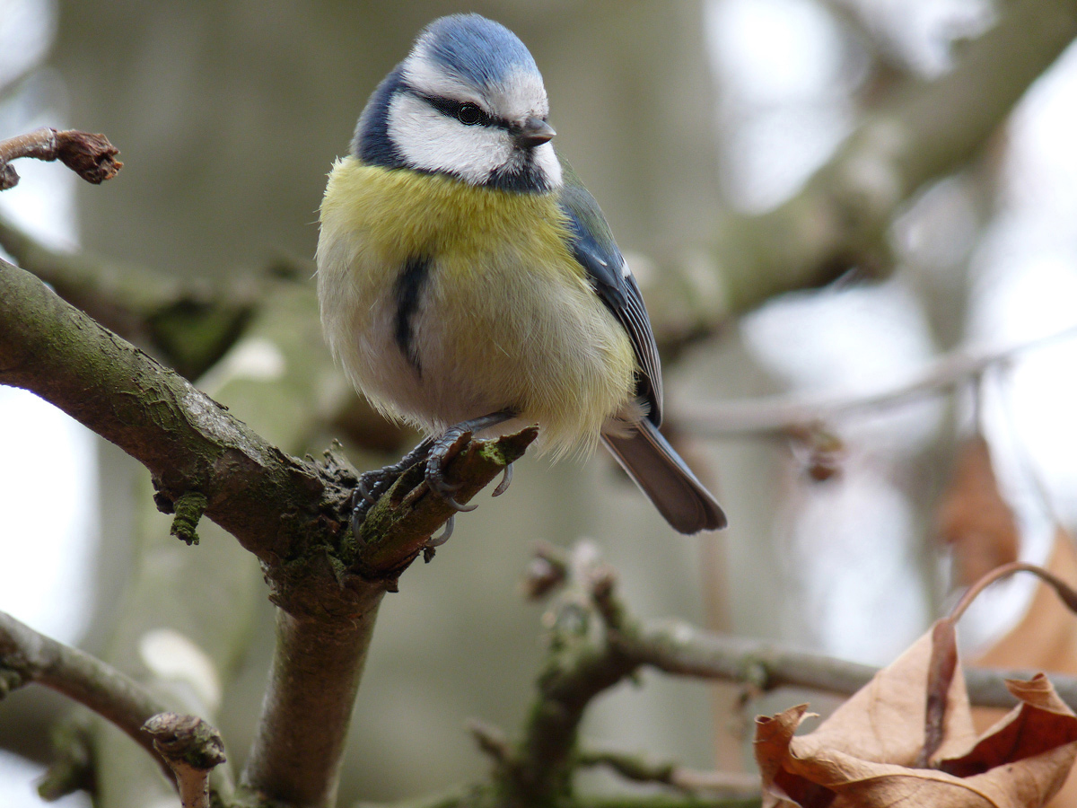 photo "***" tags: macro and close-up, wild animals