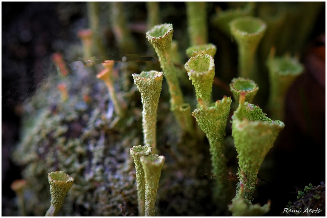 photo "***" tags: nature, macro and close-up, 