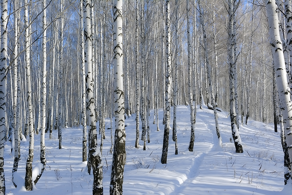 photo "***" tags: landscape, nature, birches, forest, snow, winter