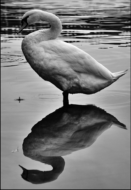 photo "Лебедь" tags: black&white, Prag, Prague, Praha