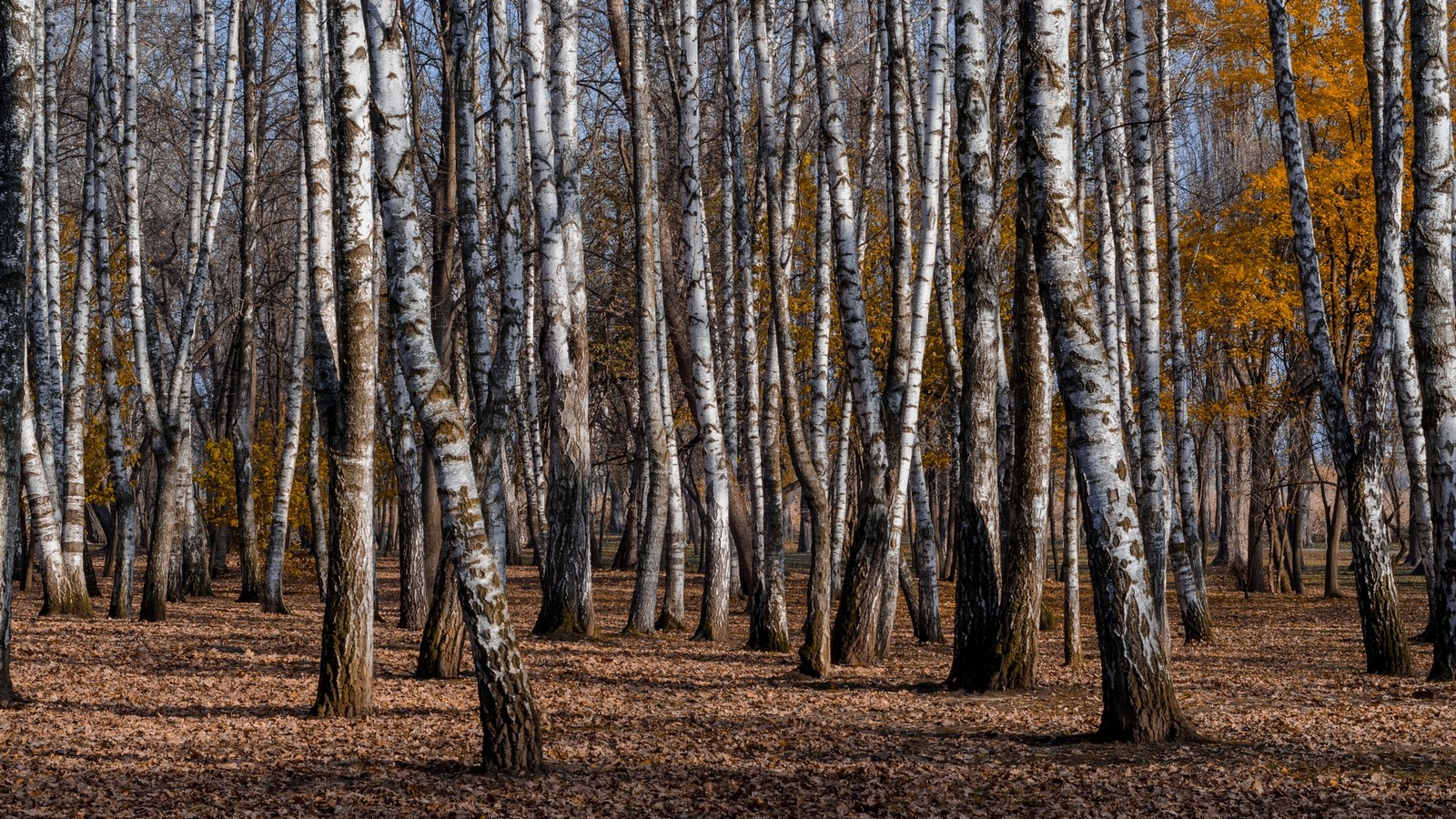 фото "А берёзы уже спят..." метки: пейзаж, березы