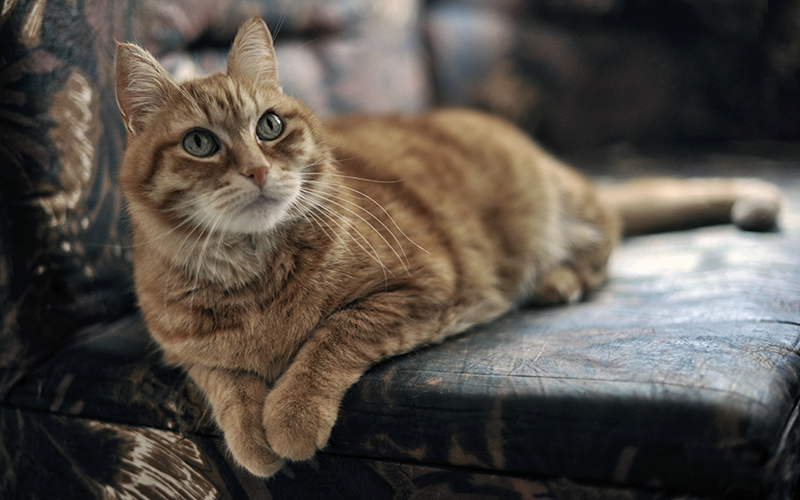 photo "My cat" tags: portrait, animal cat pet