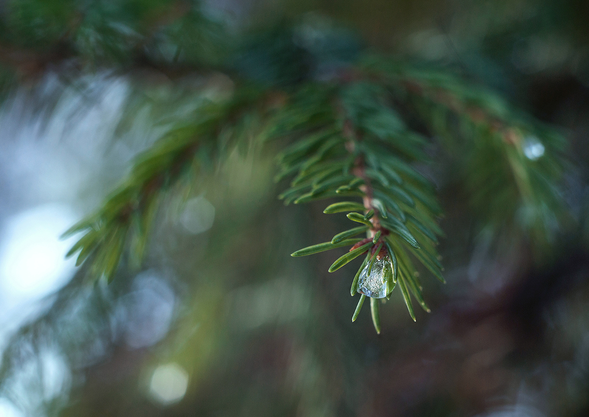 photo "***" tags: macro and close-up, nature, winter, ветки, ель, зелень, лед, льдинка, макро, шишки