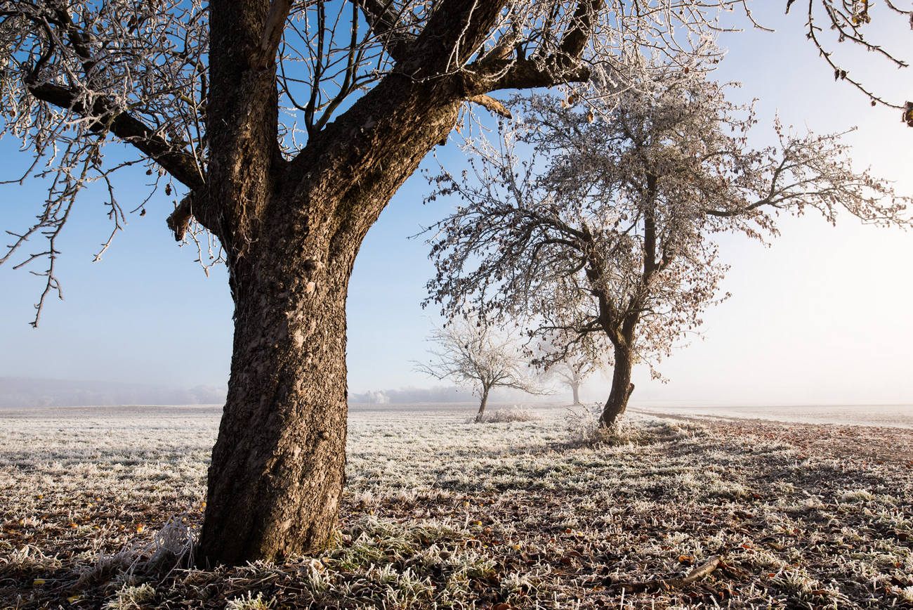 фото "apple trees in the Advent Saison" метки: , Europe