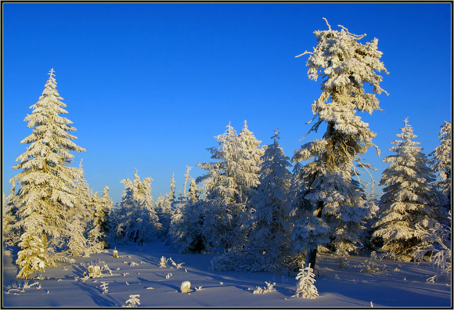 photo "***" tags: landscape, taiga, winter, мороз