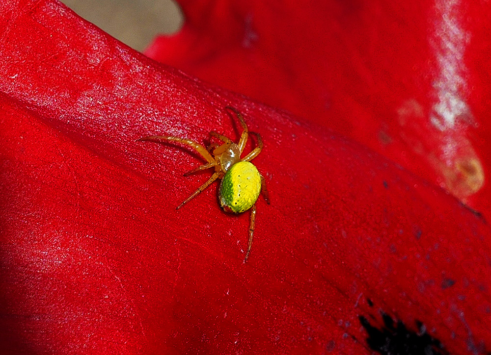 фото "Colors Of Nature" метки: природа, макро и крупный план, репортаж, 