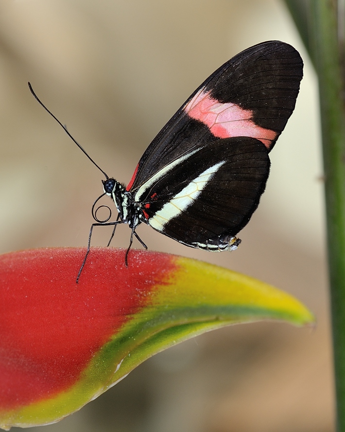 фото "Heliconius melpomene" метки: макро и крупный план, 