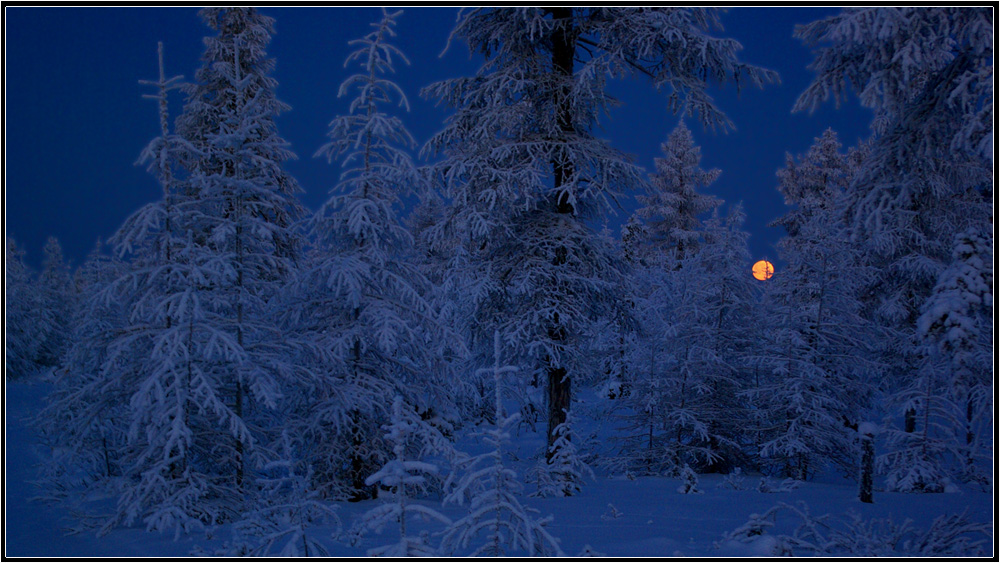 photo "***" tags: landscape, Moon, night, taiga, winter, мороз