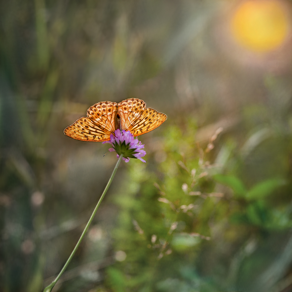 photo "***" tags: macro and close-up, 