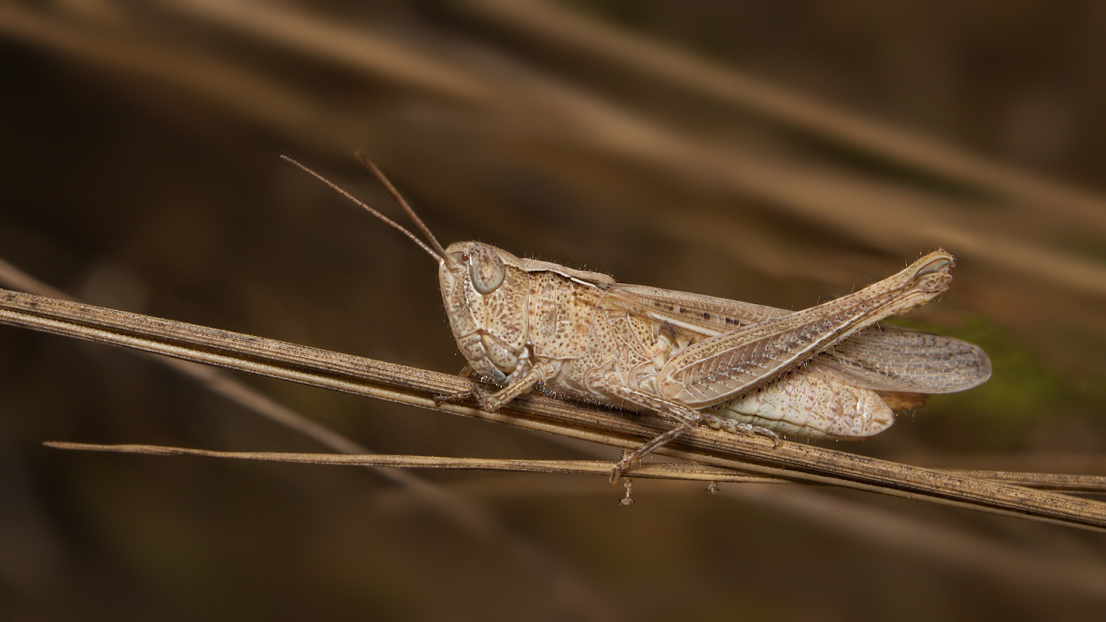 photo "***" tags: macro and close-up, 