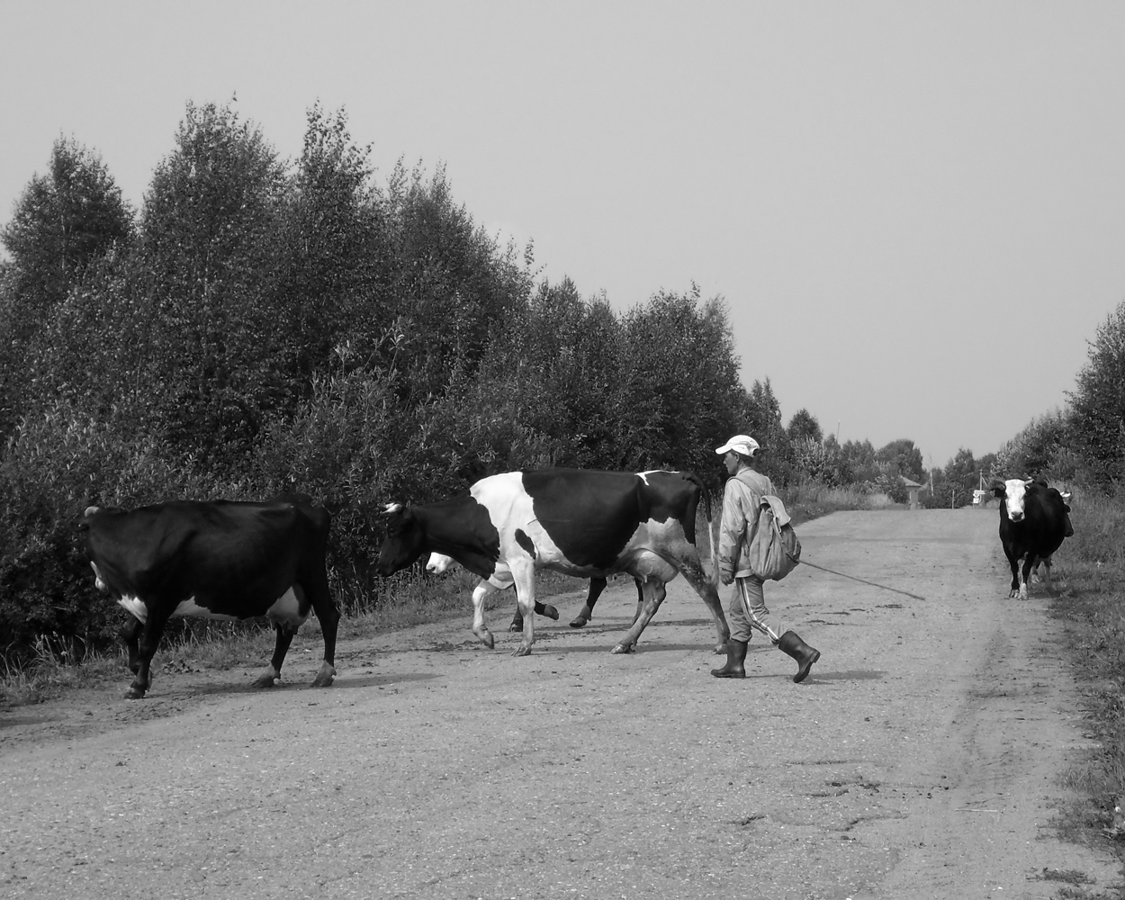 photo "***" tags: nature, black&white, misc., 