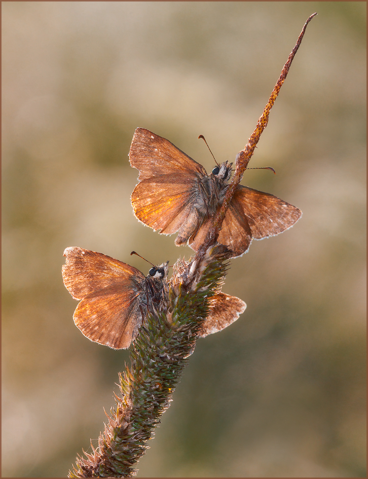 photo "***" tags: macro and close-up, 