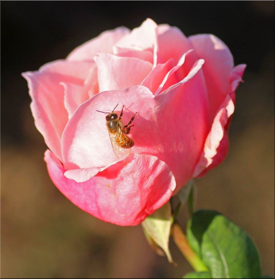 фото "Pink Bee" метки: природа, макро и крупный план, 